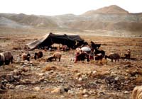 nomades